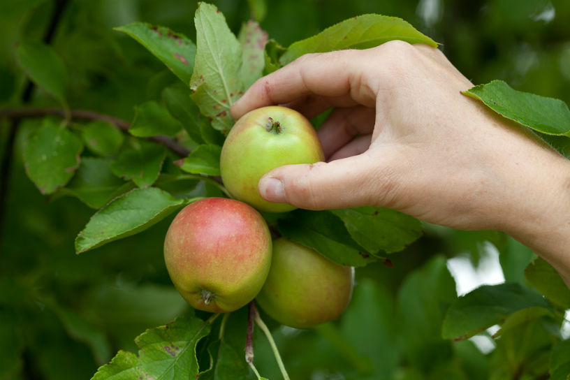 Vijf vragen en antworoden over de appelboomgaard